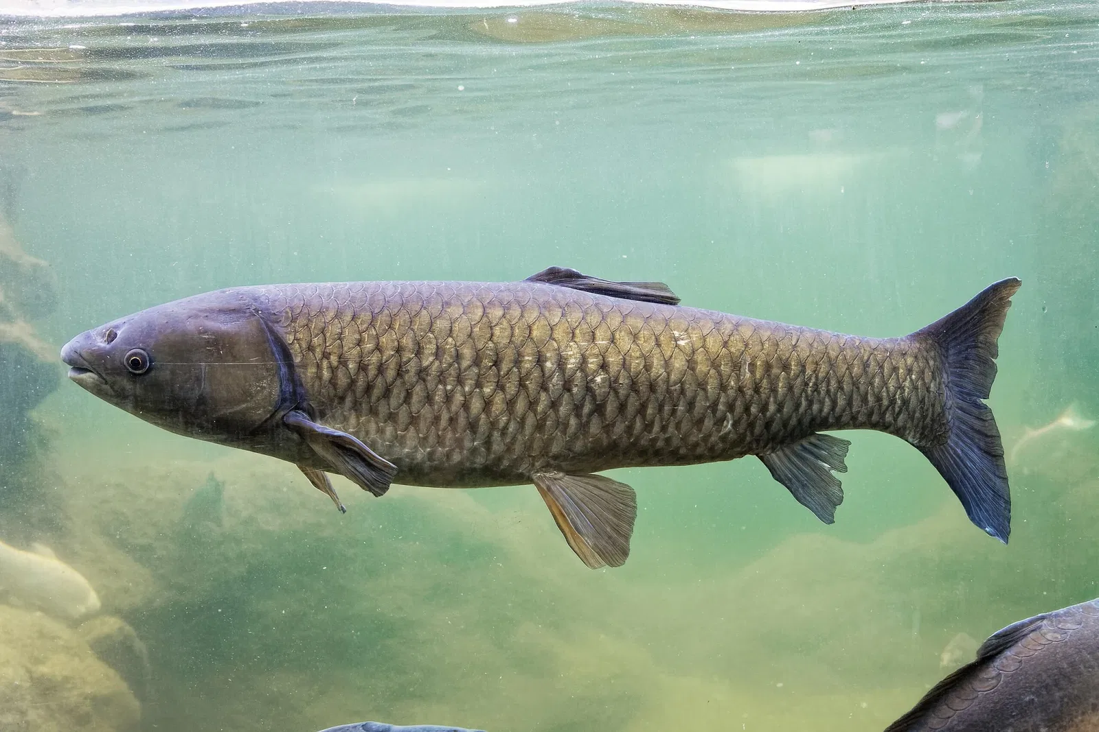 Aquarium du Périgord Noir