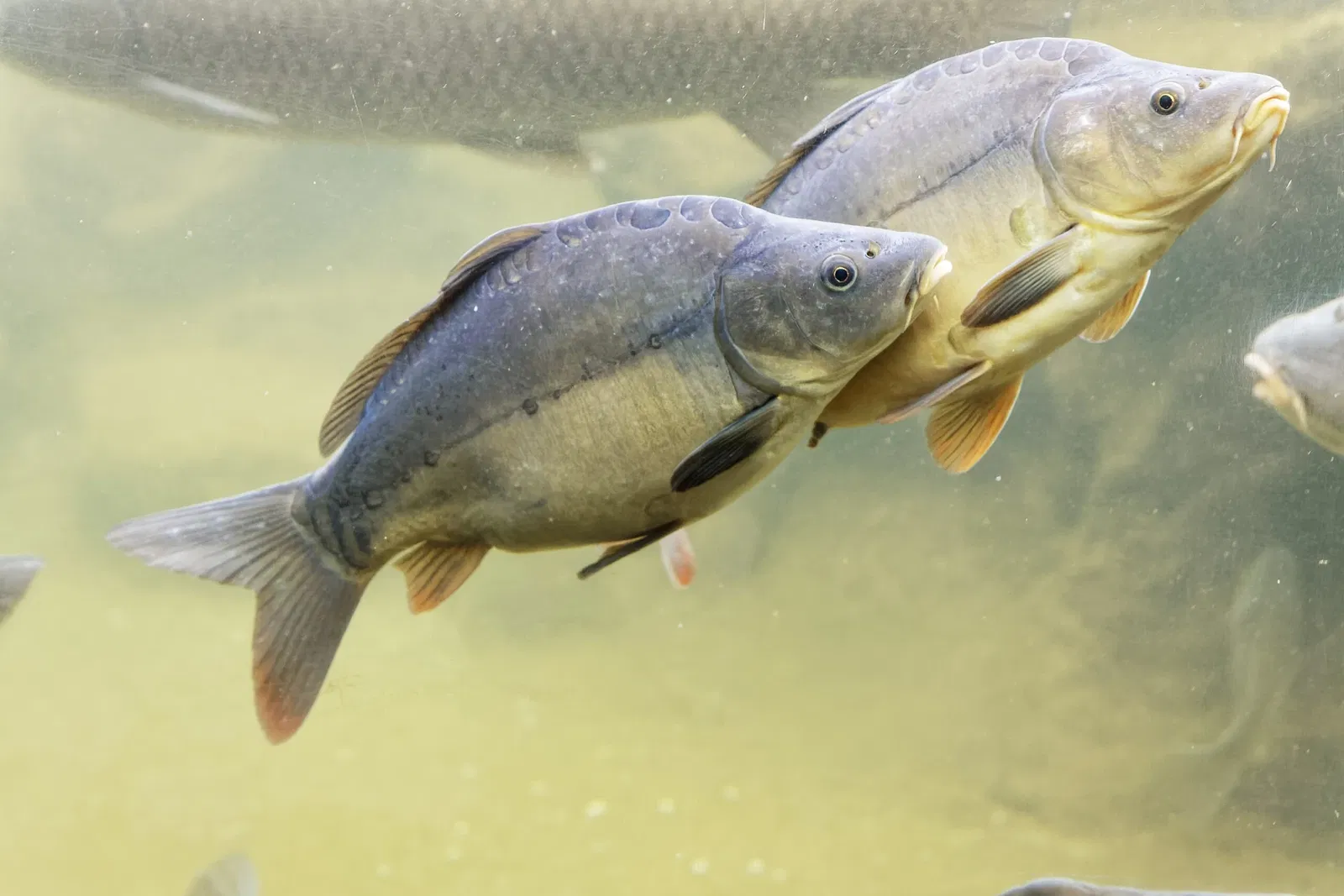 Aquarium du Périgord Noir
