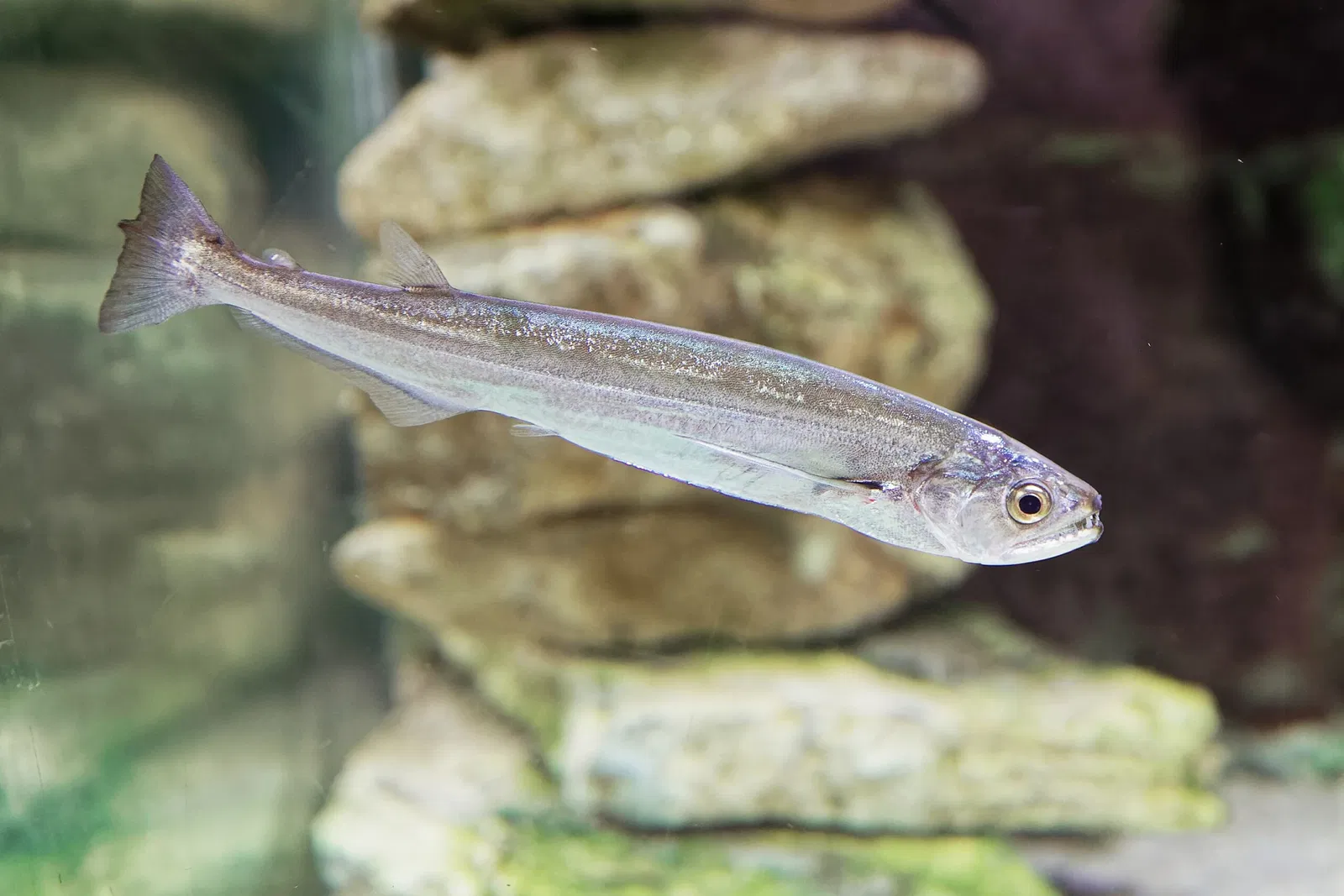 Aquarium du Périgord Noir