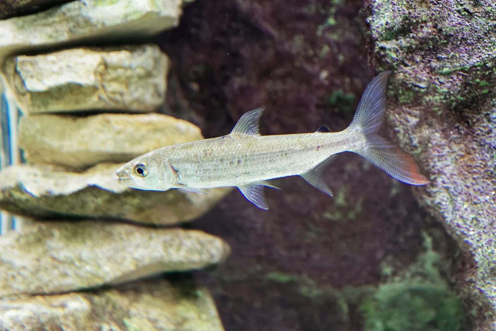 Aquarium du Périgord Noir