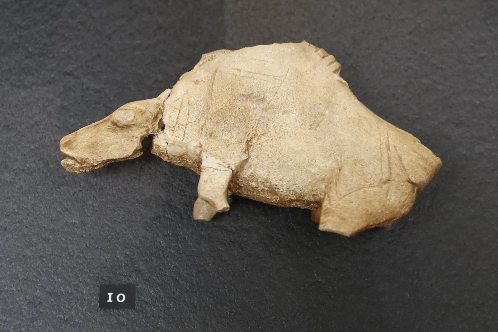 National Museum of Prehistory