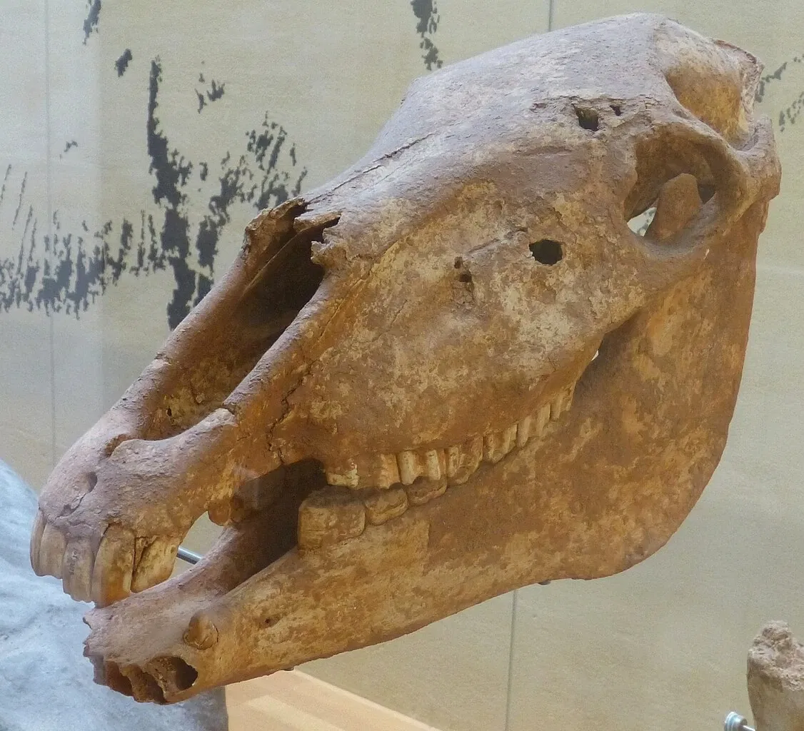 Museo Nacional de Prehistoria de Eyzies