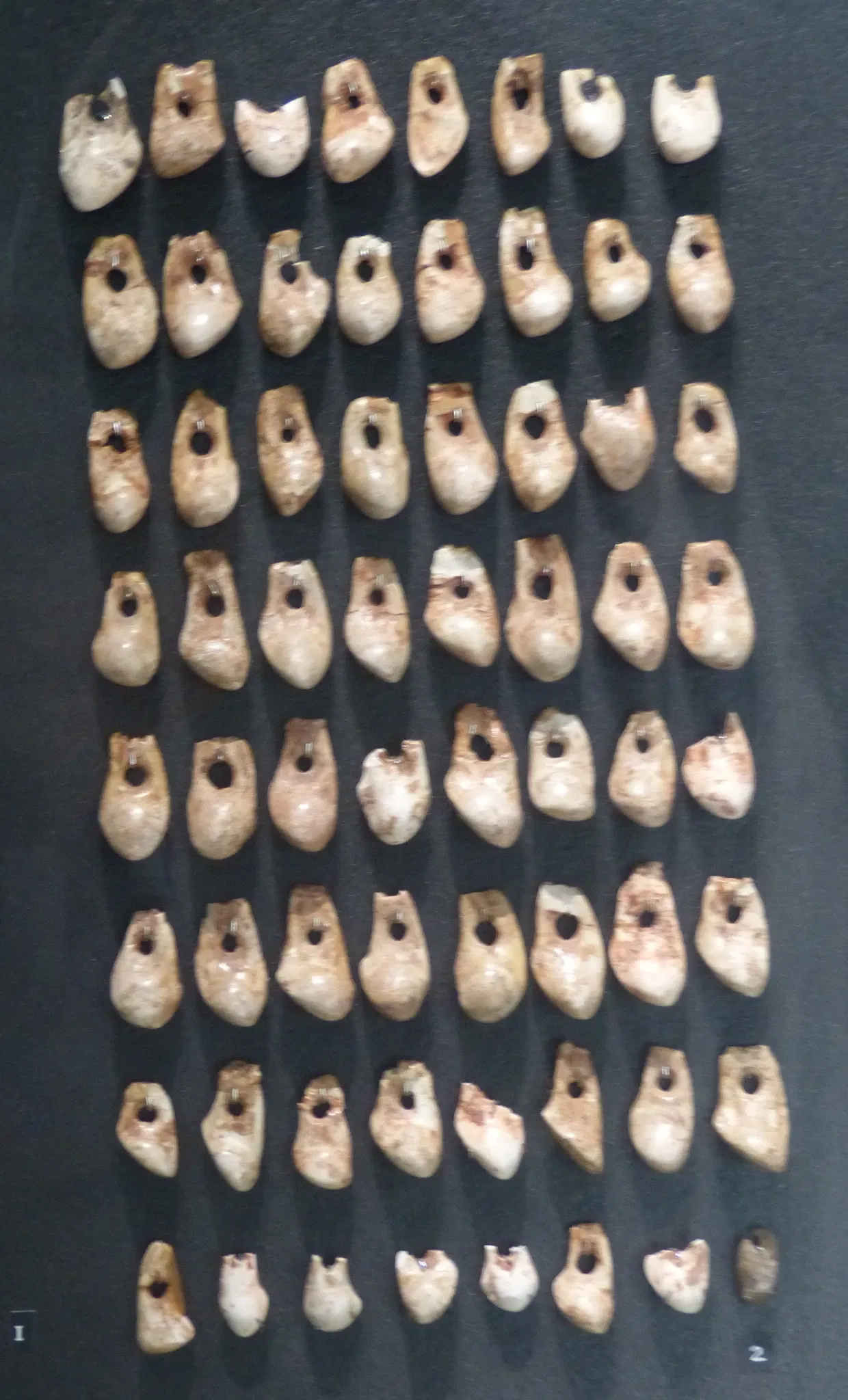 National Museum of Prehistory