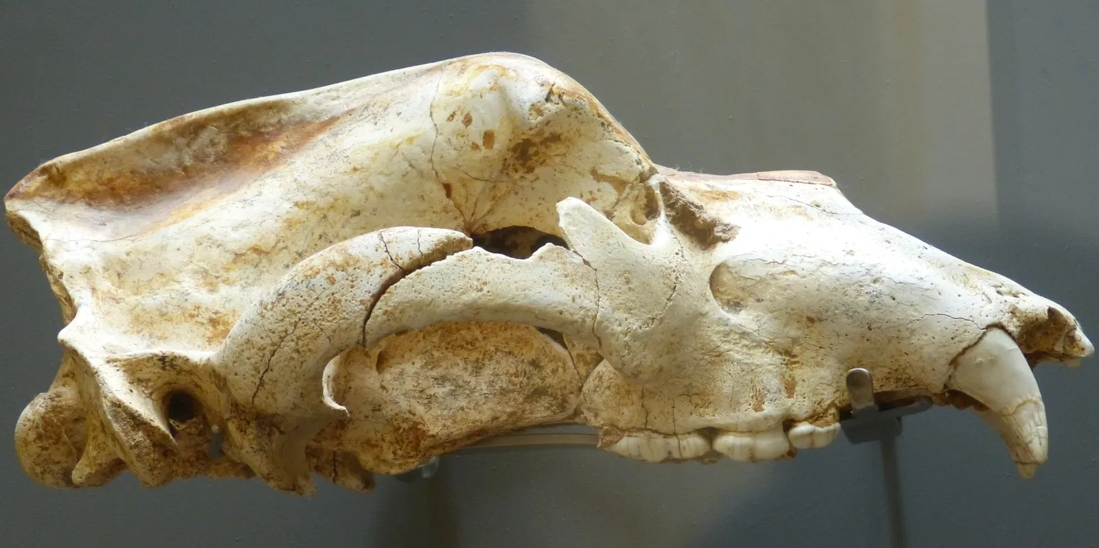 National Museum of Prehistory