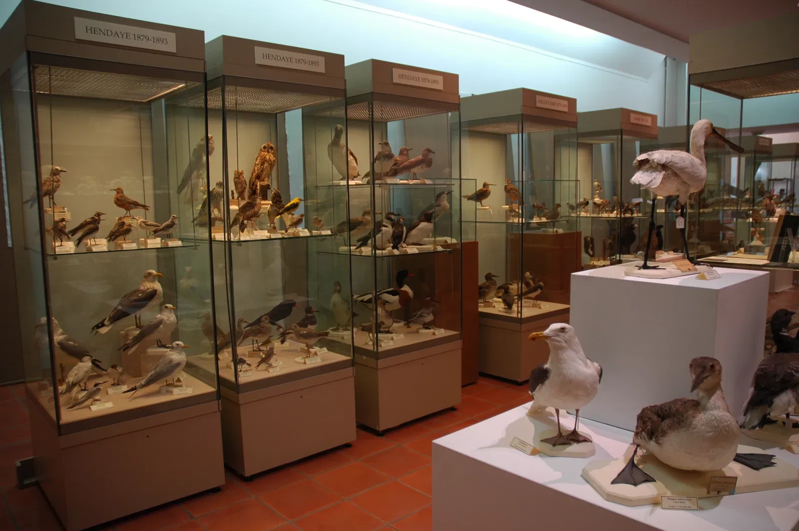 Musée Muséum Départemental