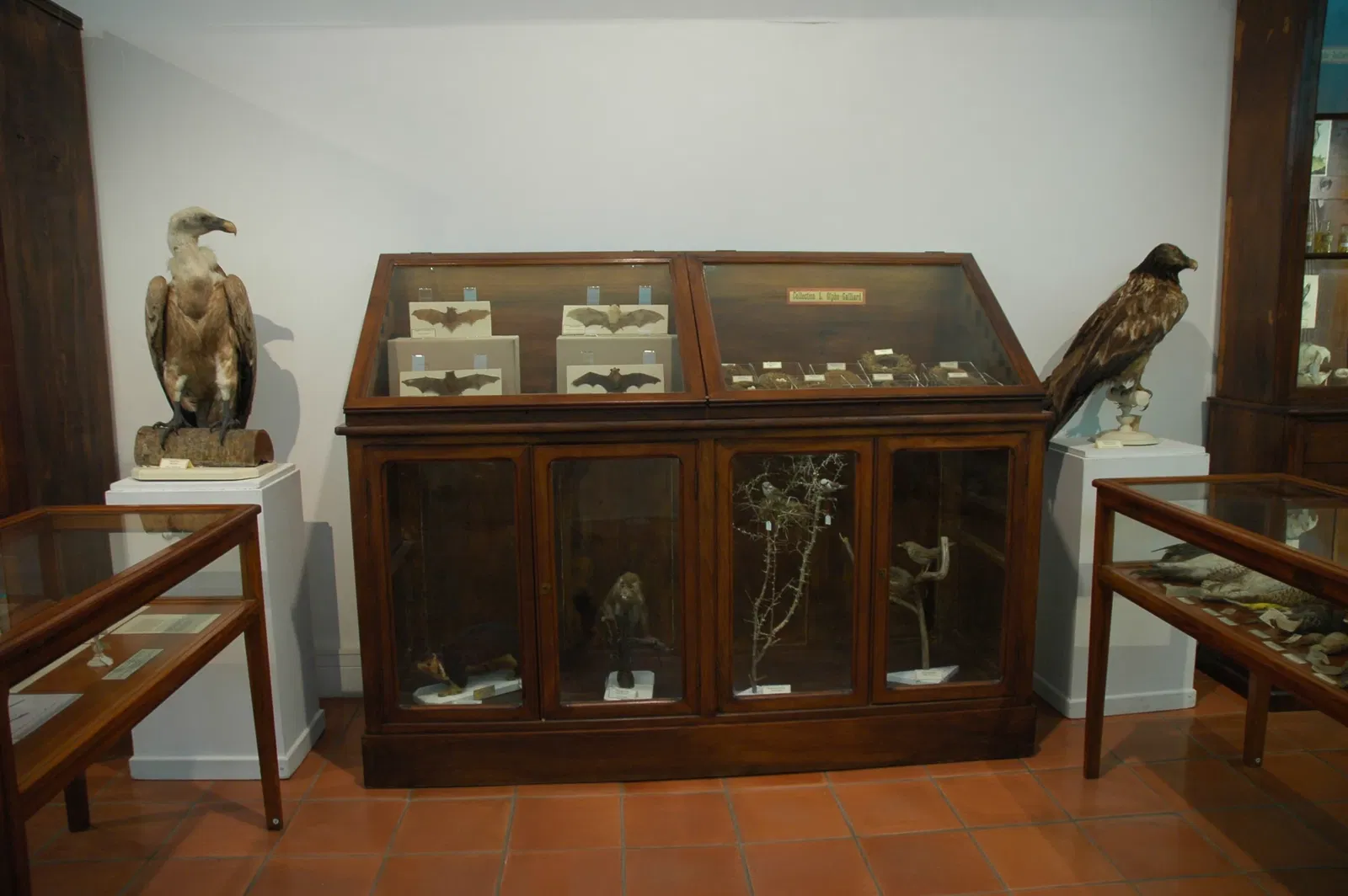 Musée Muséum Départemental