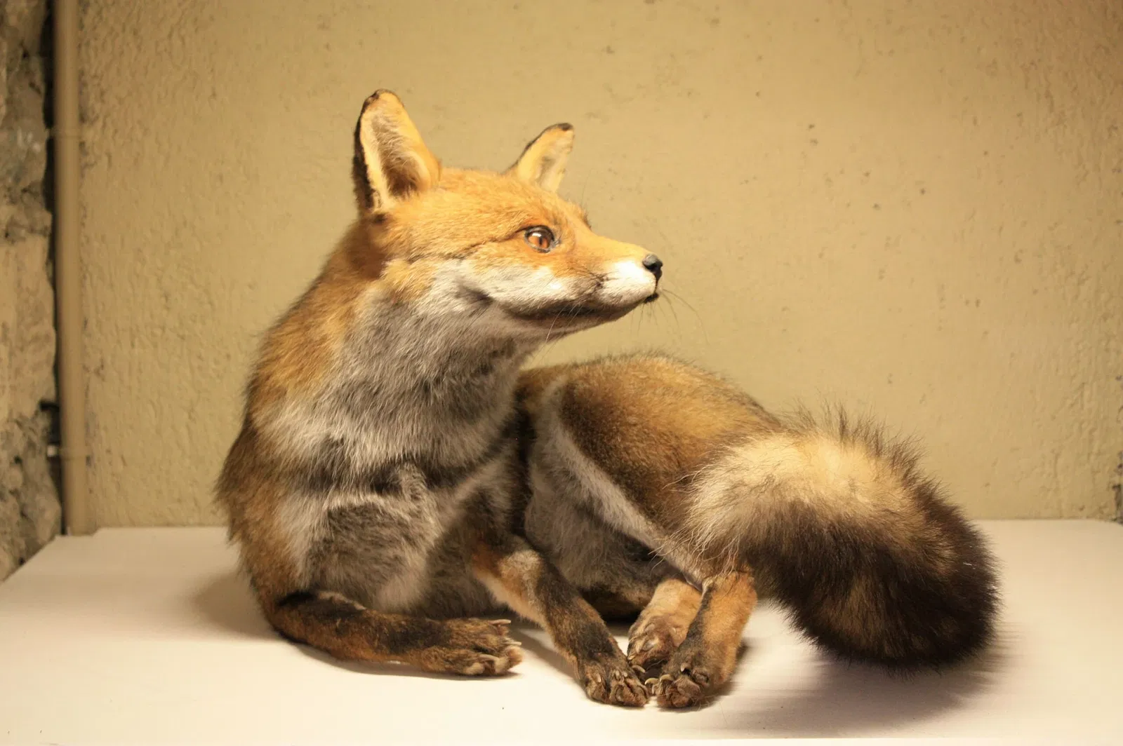 Musée Muséum Départemental