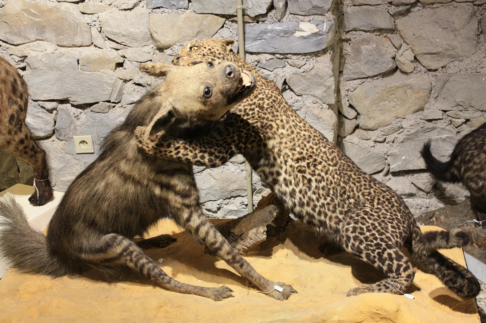 Musée Muséum Départemental