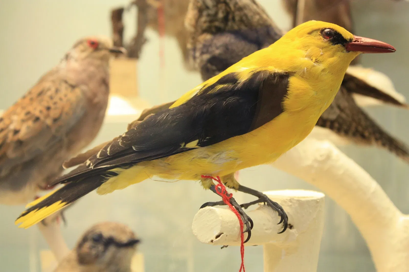 Musée Muséum Départemental