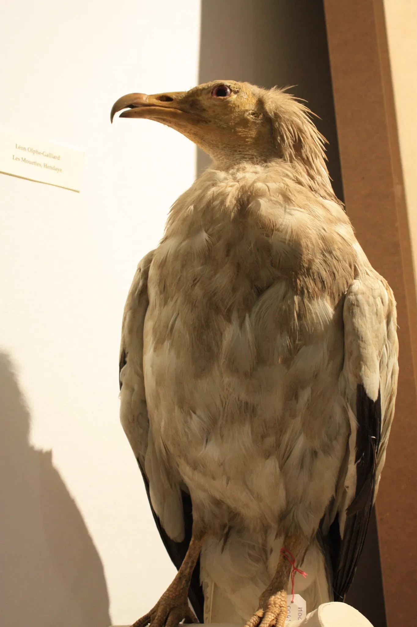 Musée Muséum Départemental