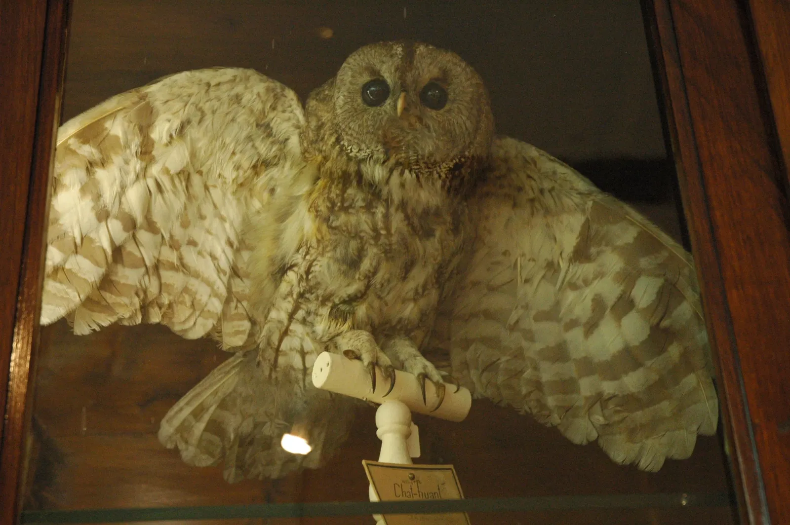 Musée Muséum Départemental