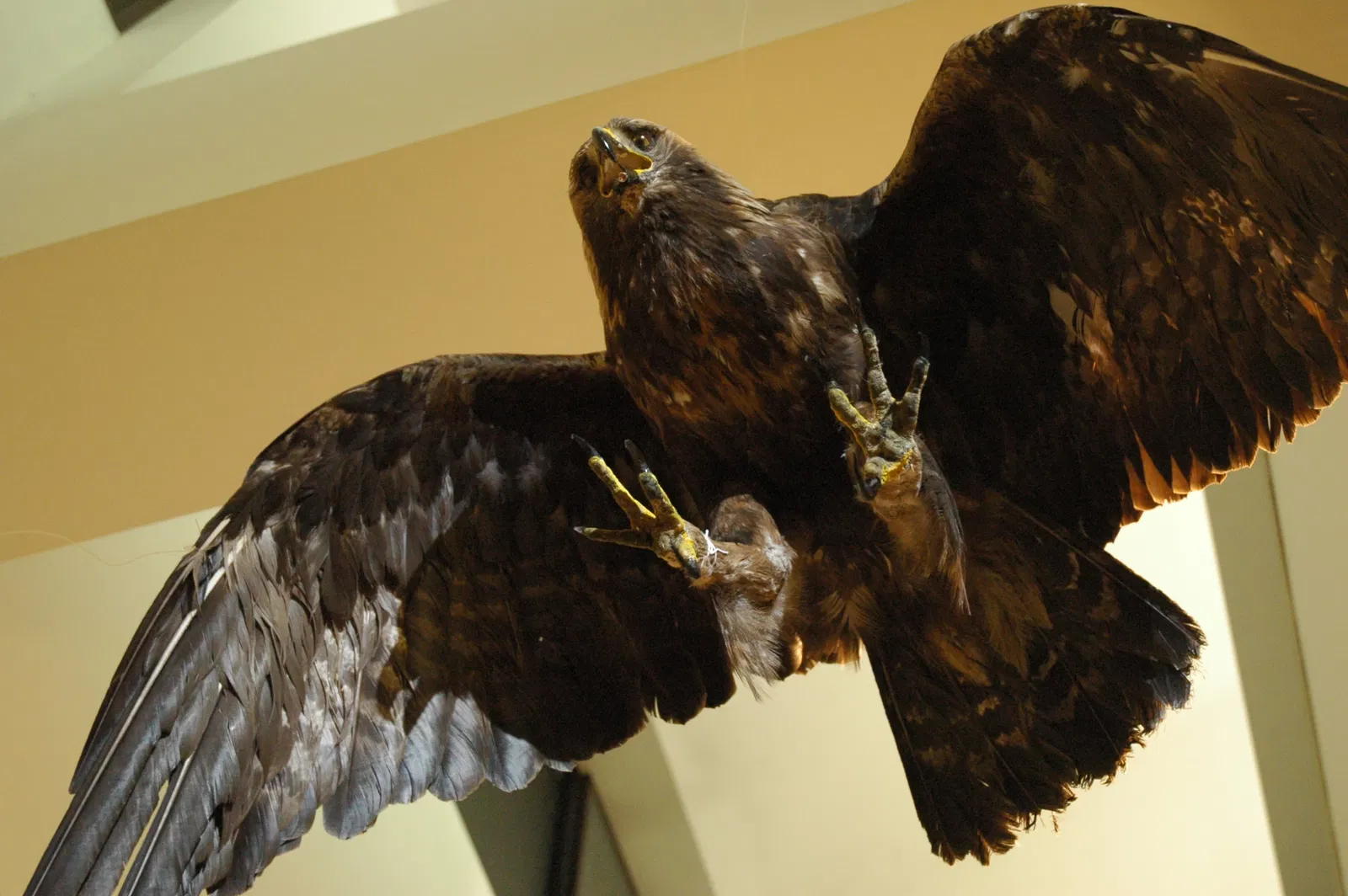 Musée Muséum Départemental