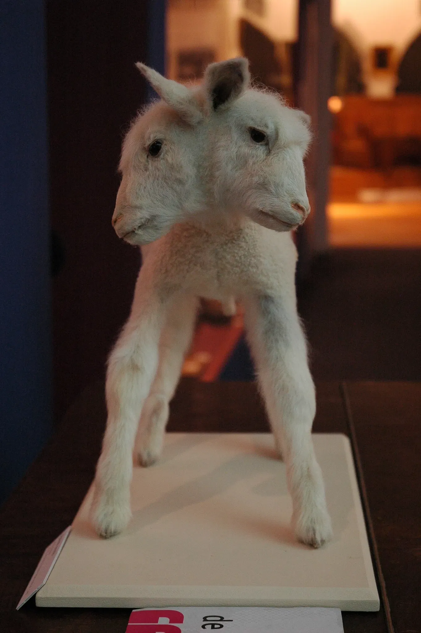 Musée Muséum Départemental