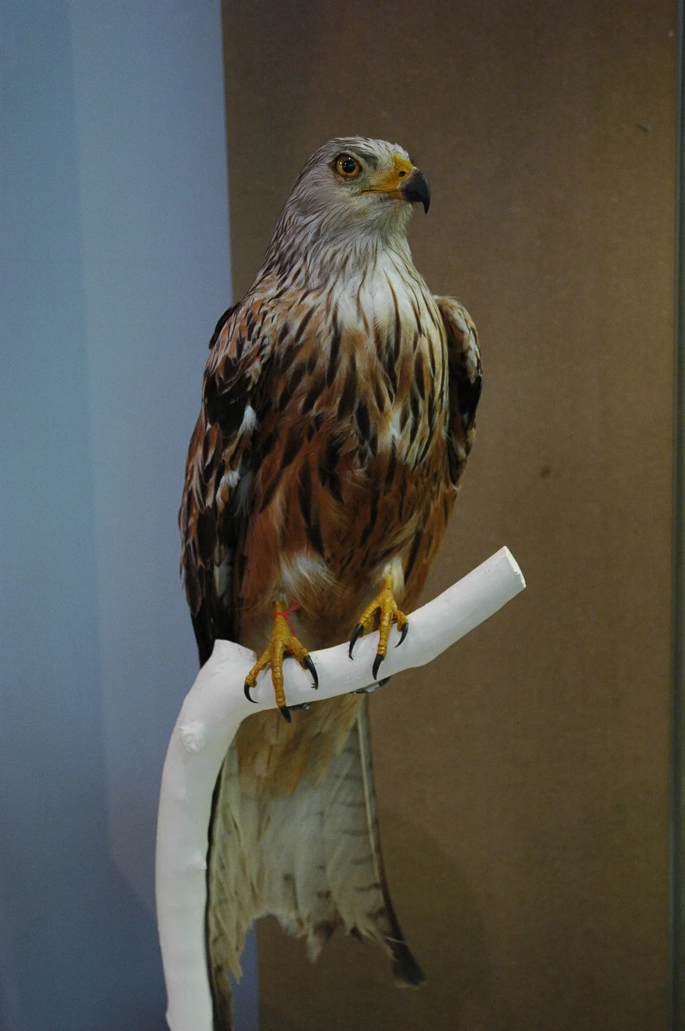 Musée Muséum Départemental