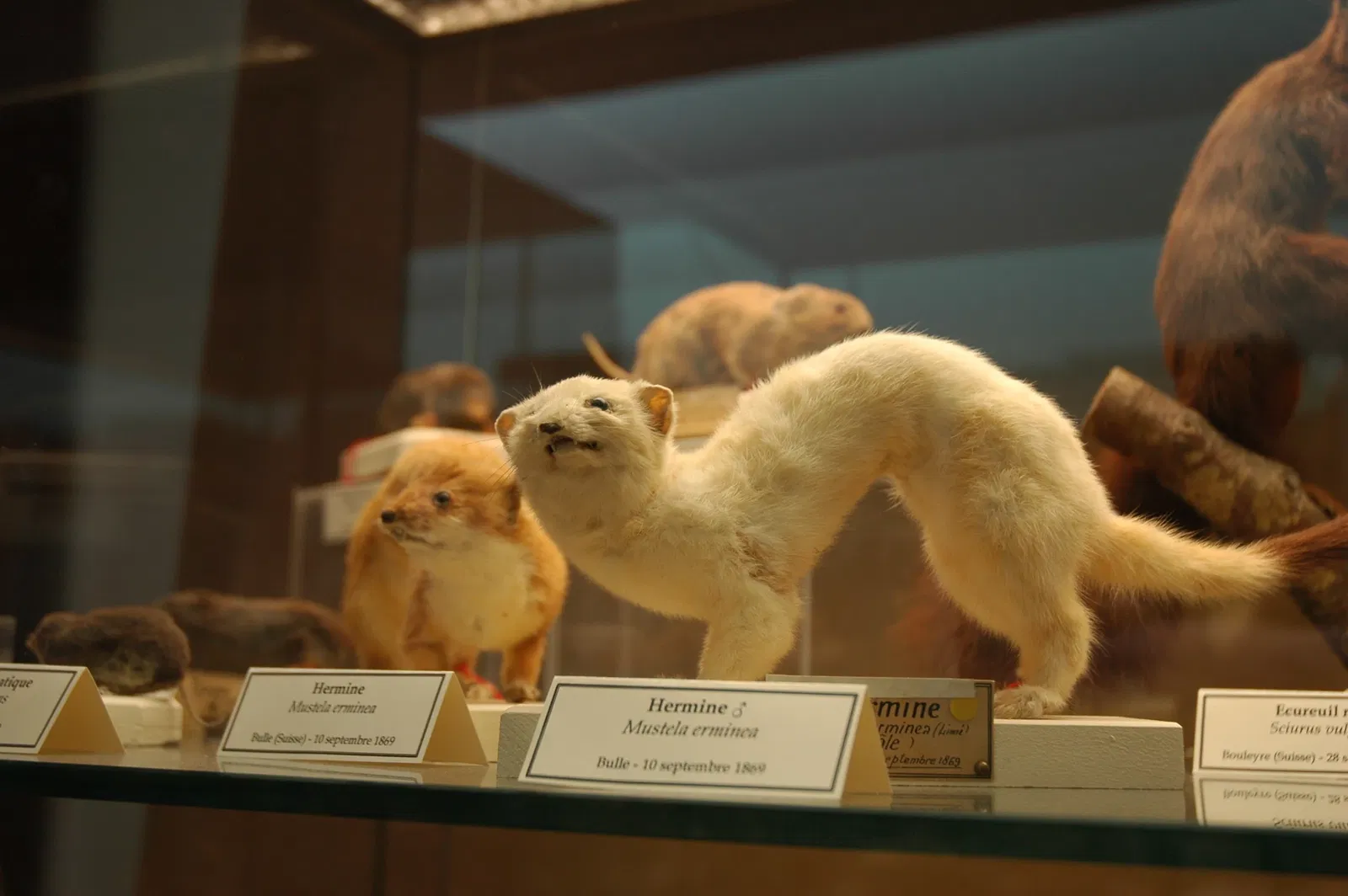 Musée Muséum Départemental