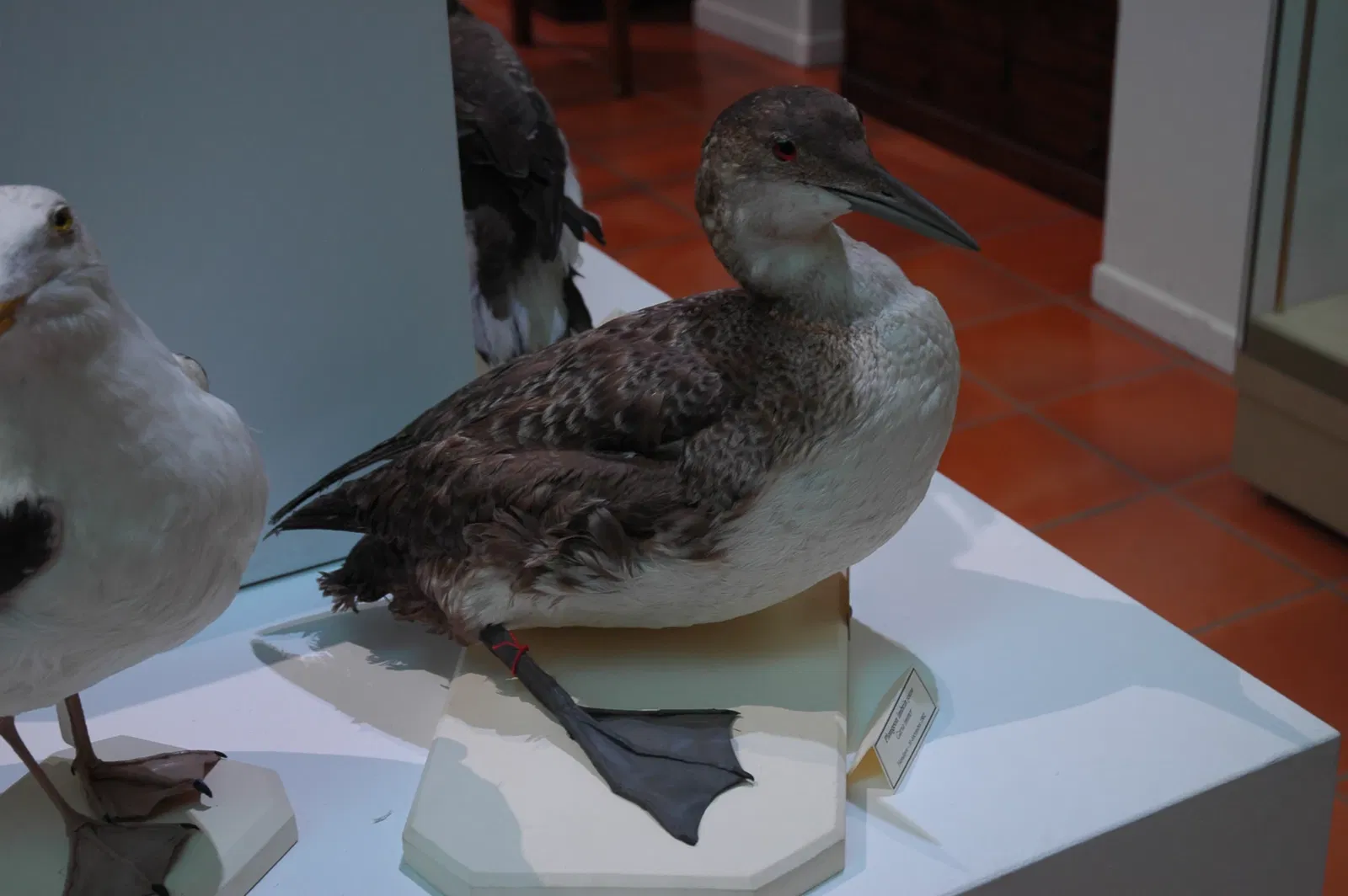 Musée Muséum Départemental