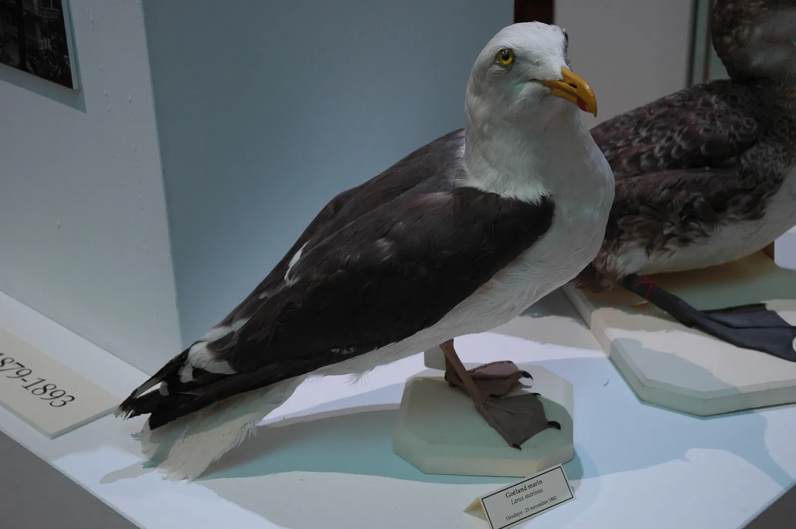 Musée Muséum Départemental