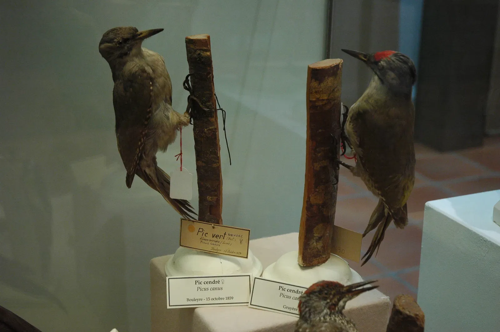 Musée Muséum Départemental