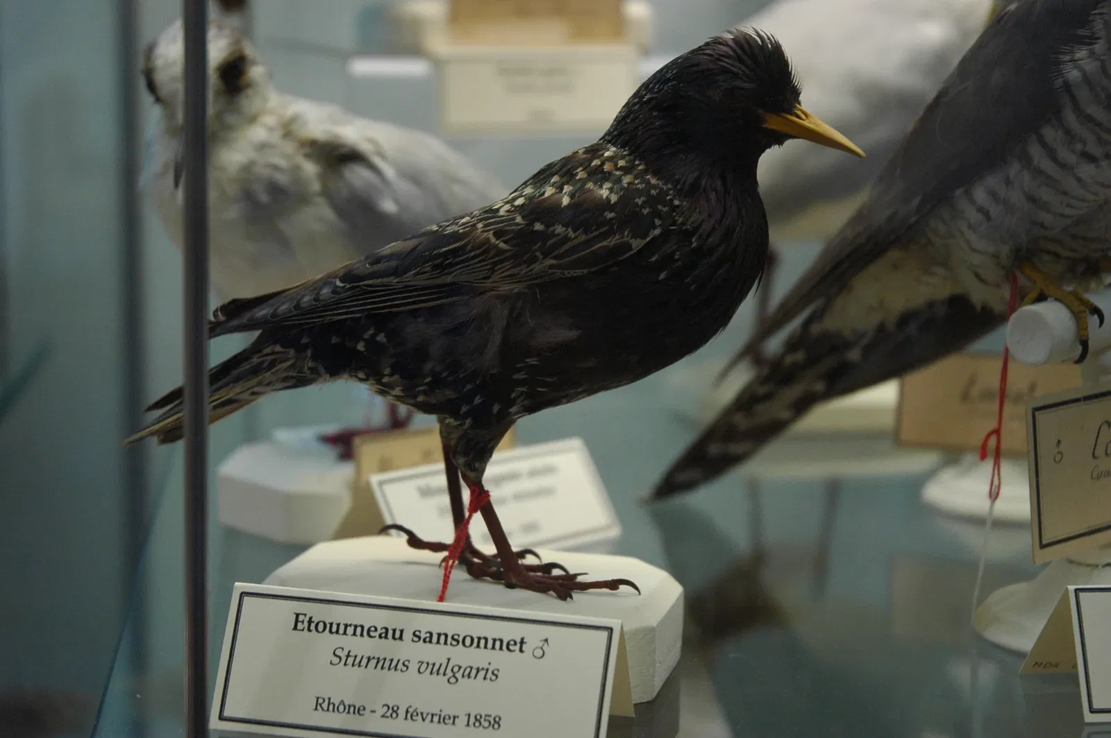 Musée Muséum Départemental