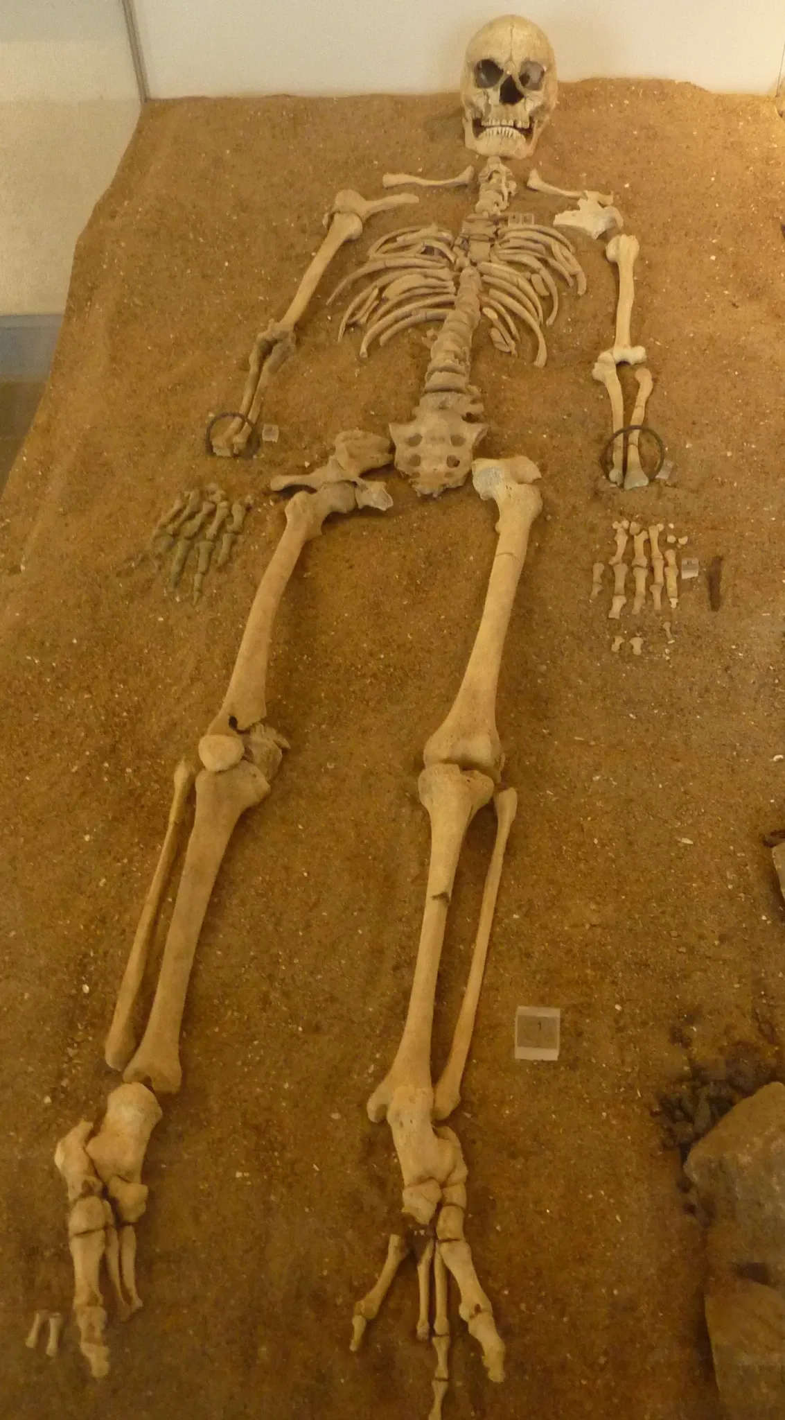 Carnac Prehistory Museum