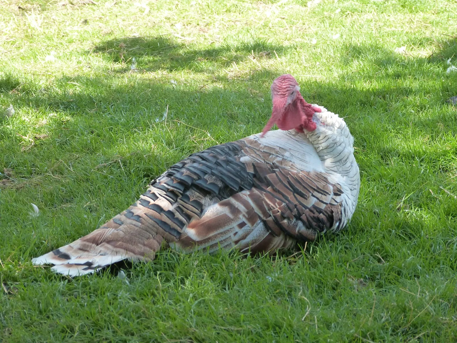 Animal Park of Pradinas