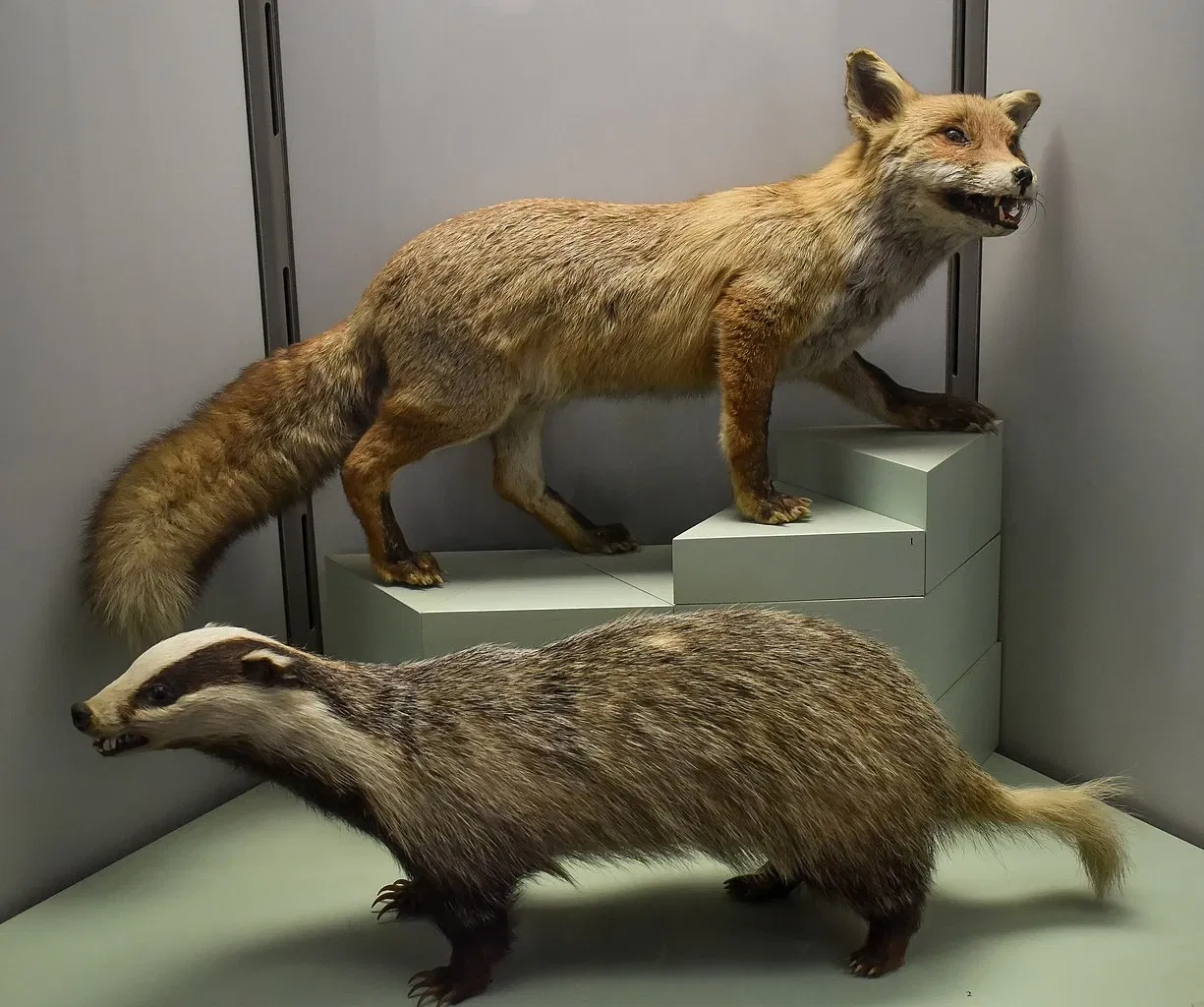 Museo Archeologico Naturalistico