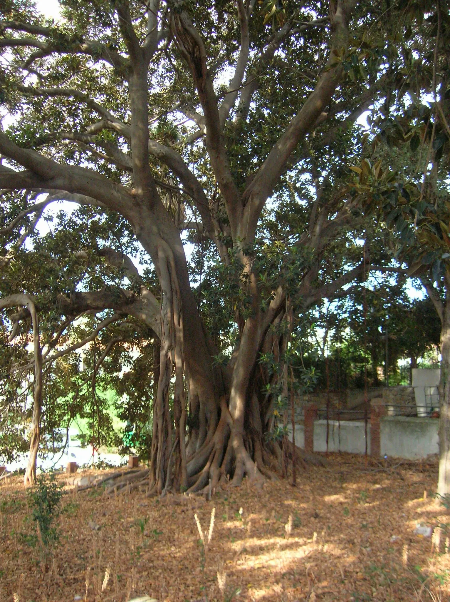 Museo Clarence Bicknell