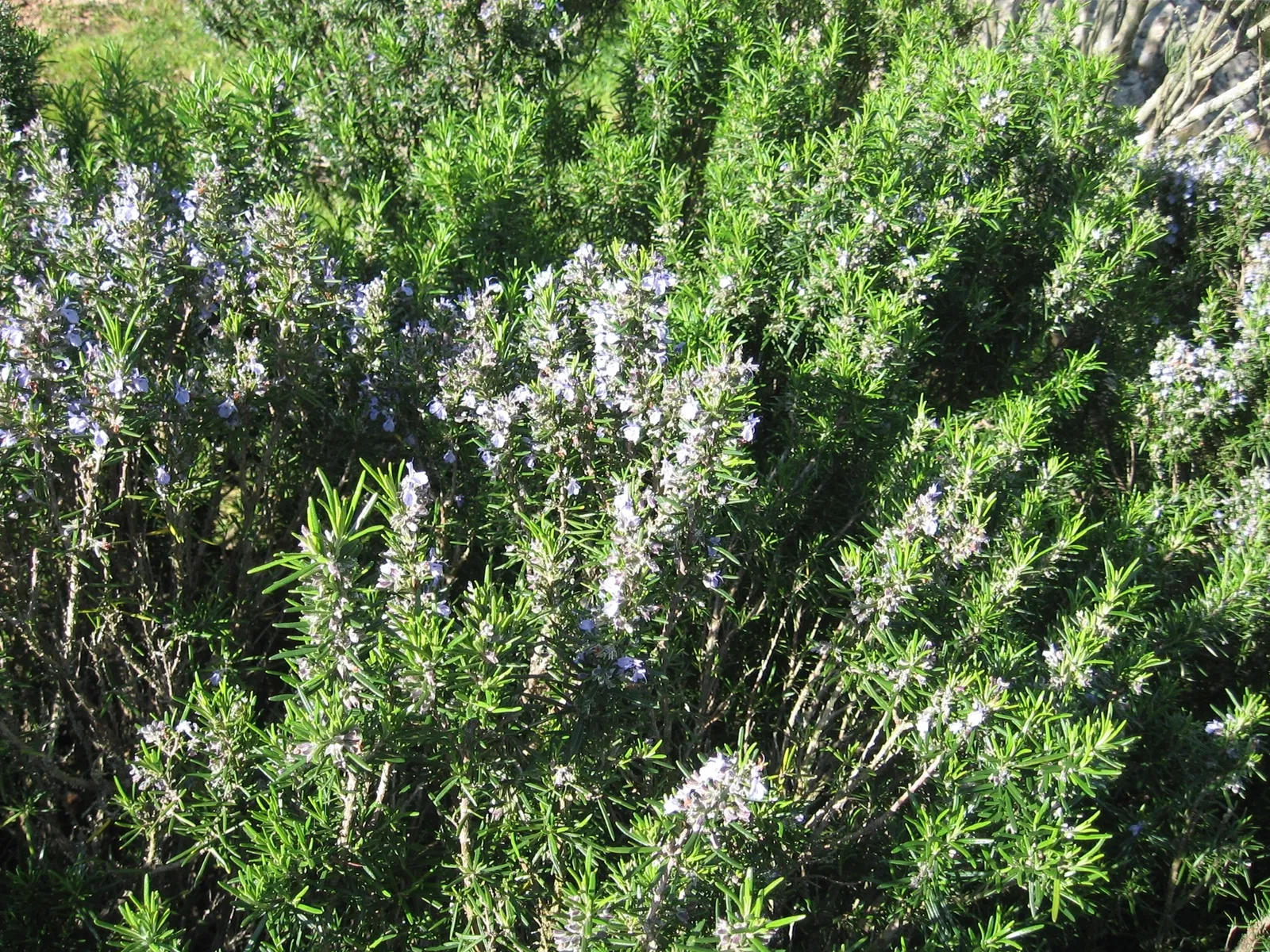 Musei Garibaldini di Caprera