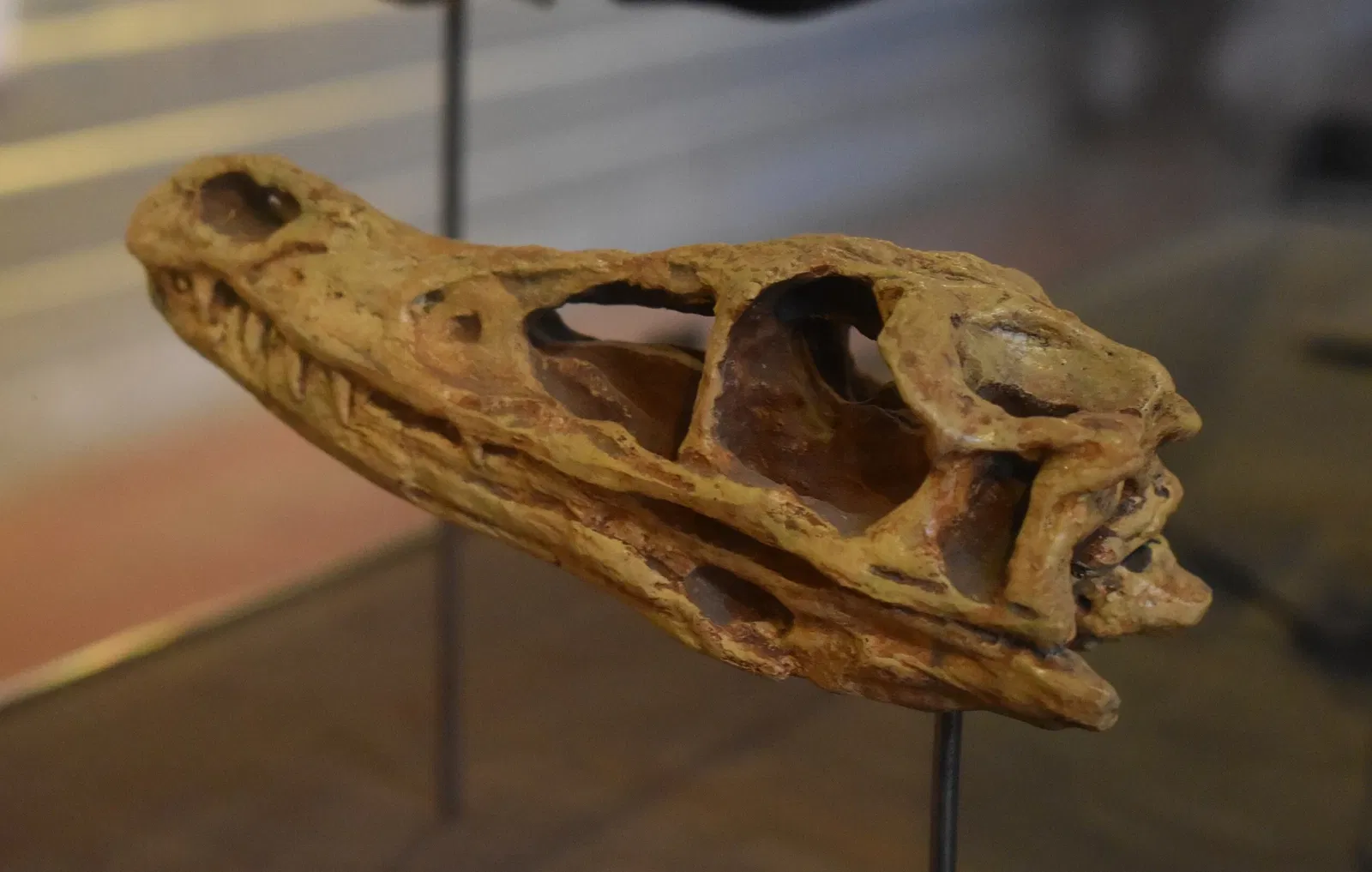 Musée des Dinosaures