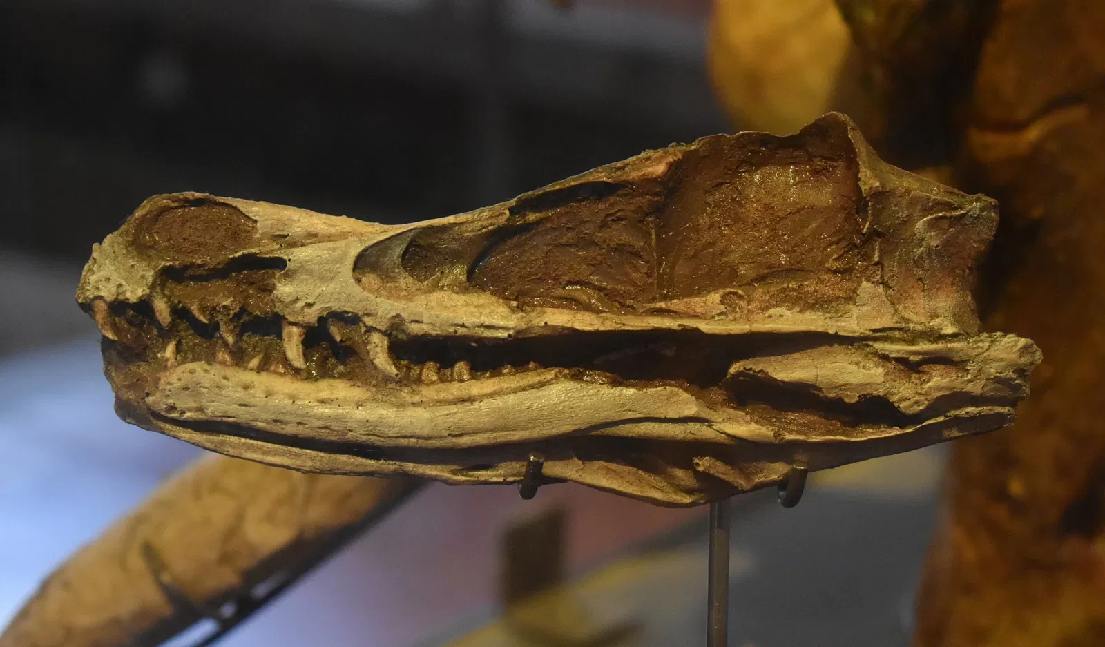 Musée des Dinosaures