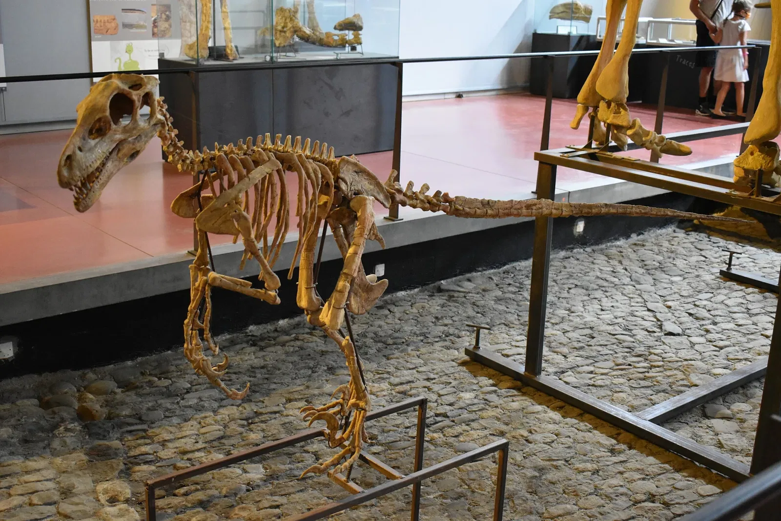 Musée des Dinosaures