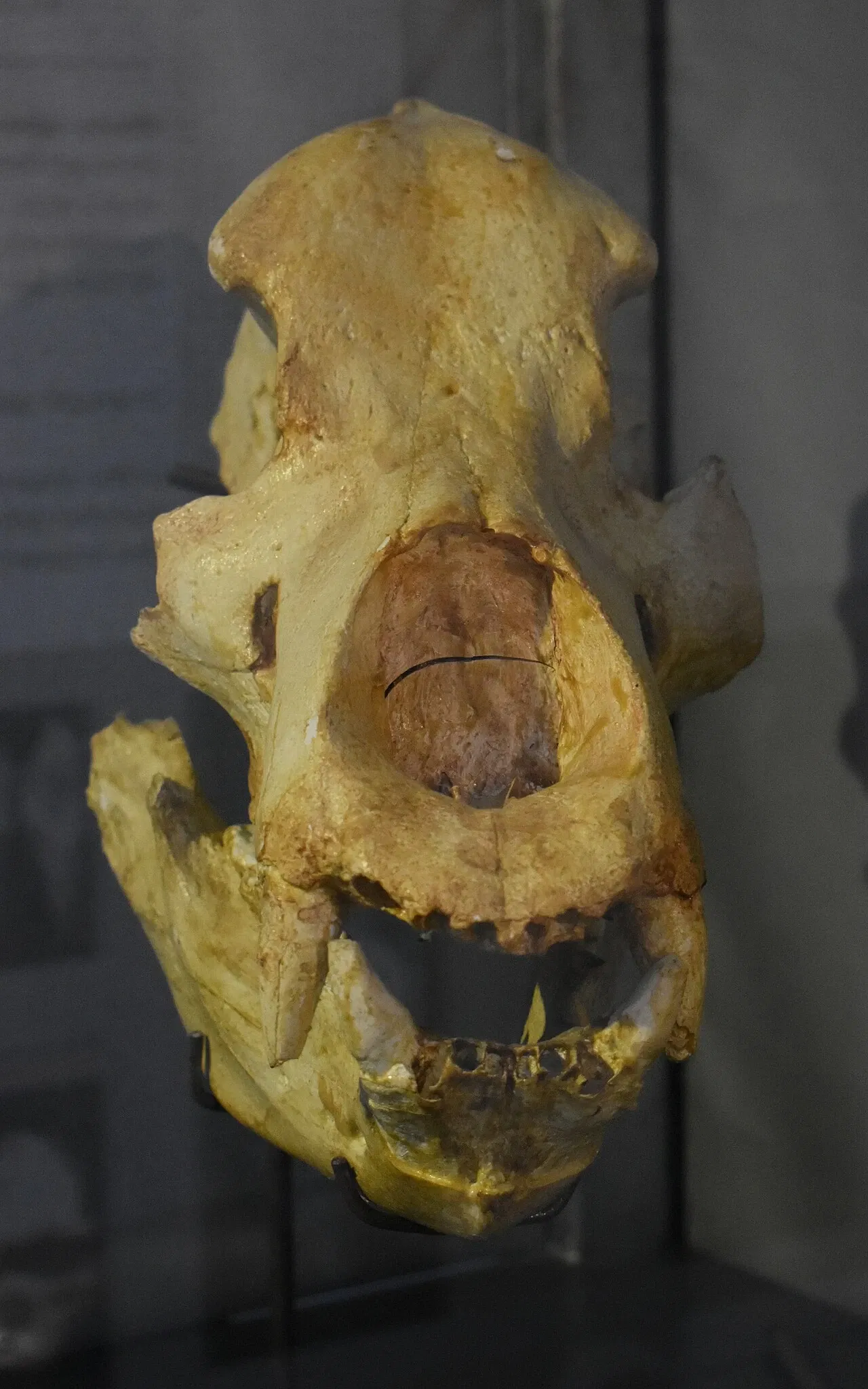 Musée des Dinosaures