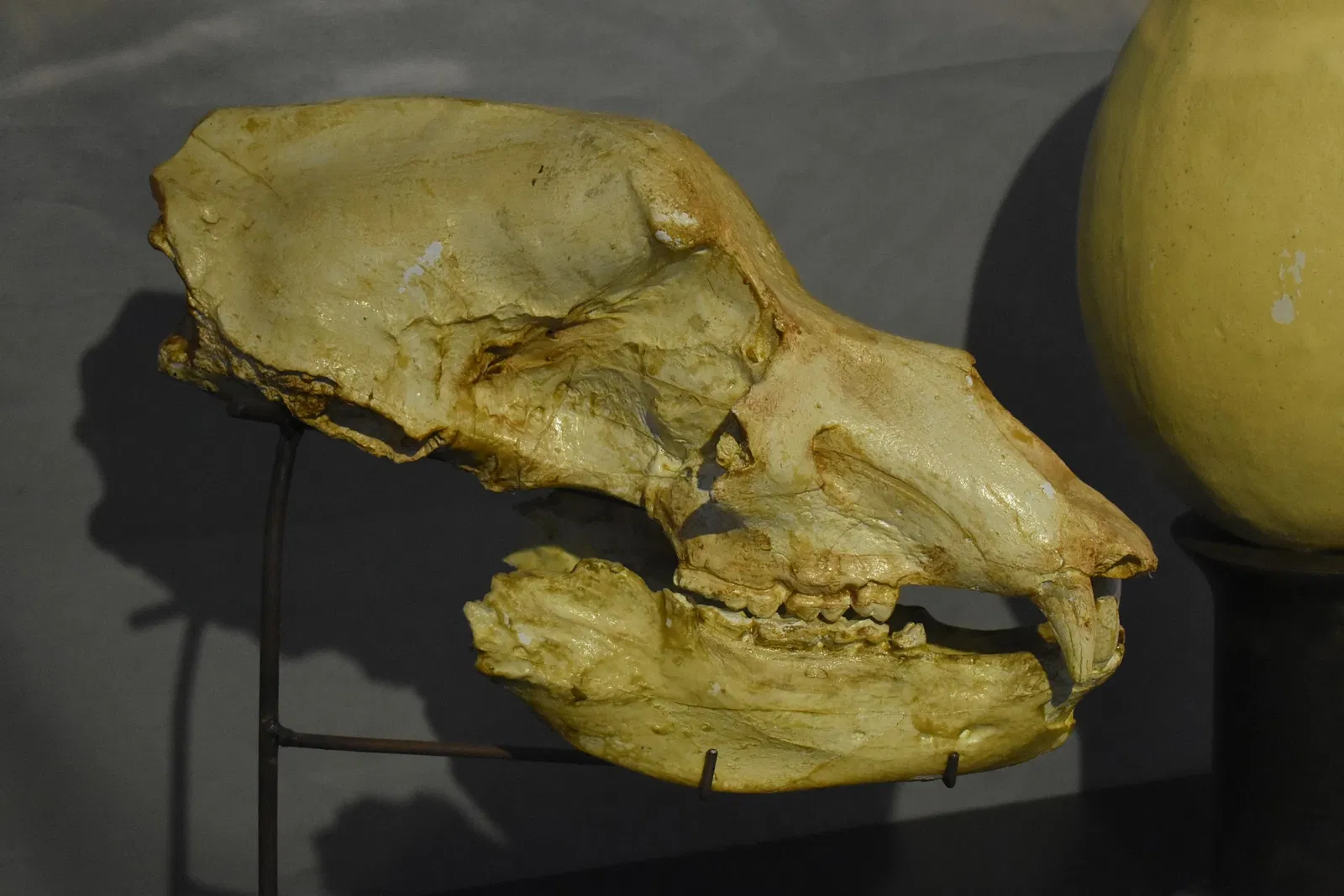 Musée des Dinosaures