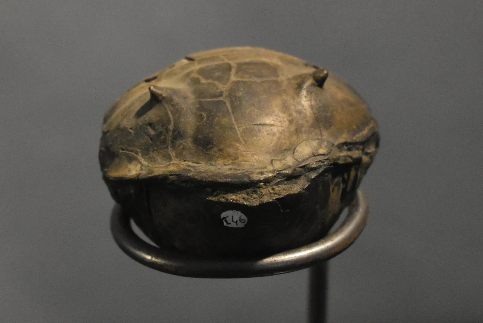 Musée des Dinosaures