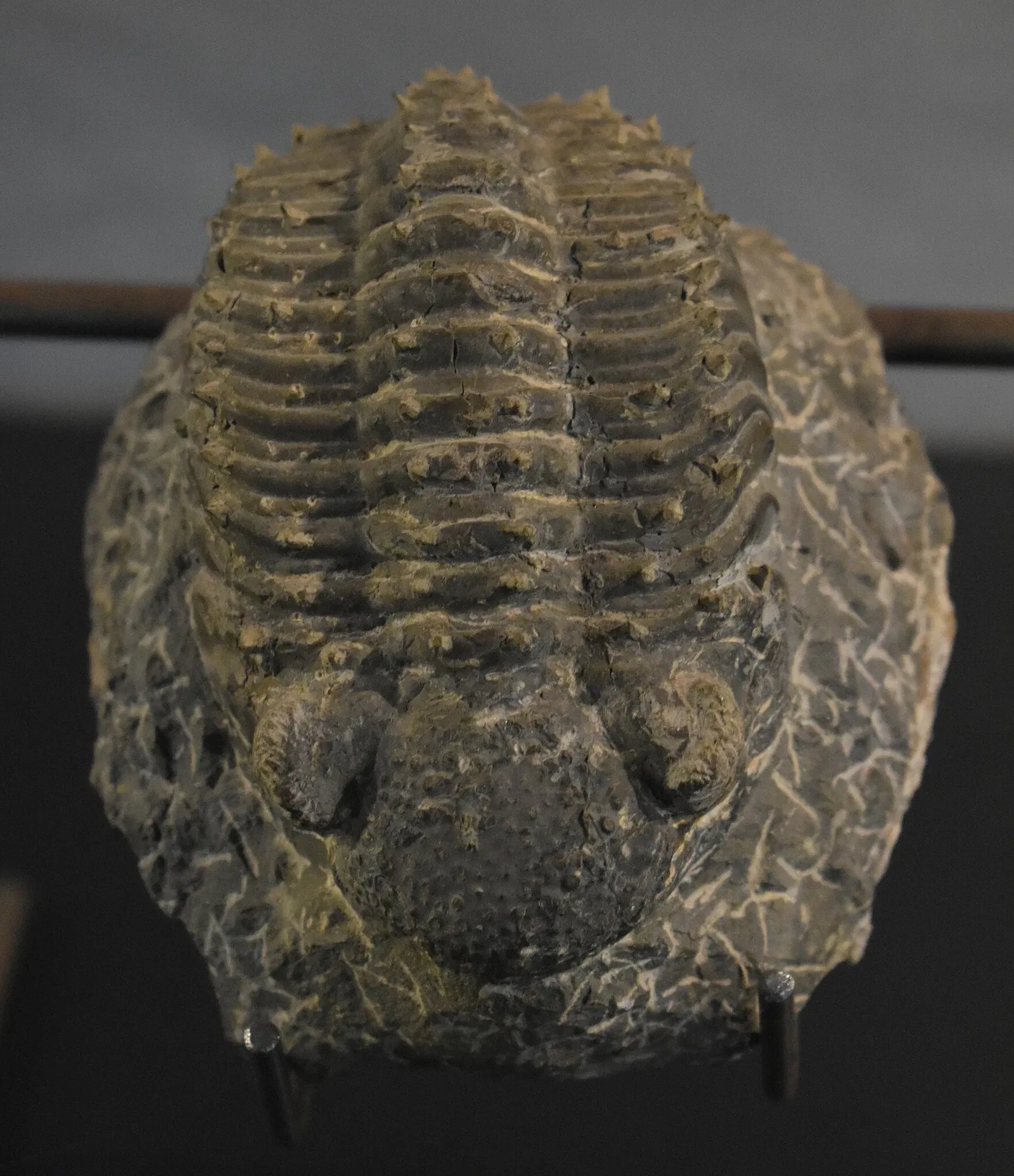 Musée des Dinosaures