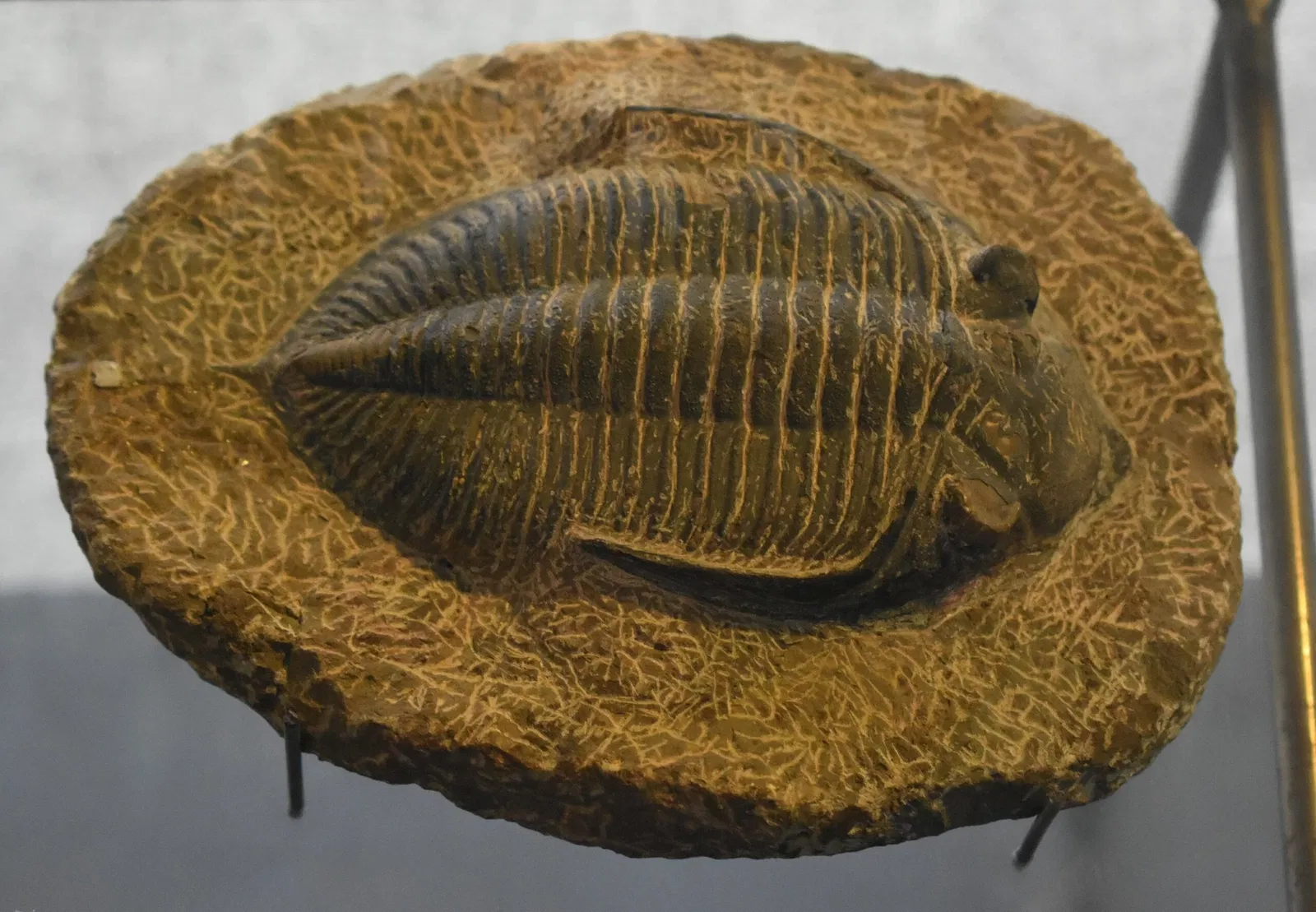 Musée des Dinosaures