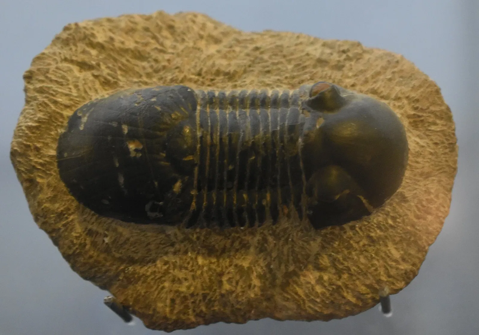 Musée des Dinosaures