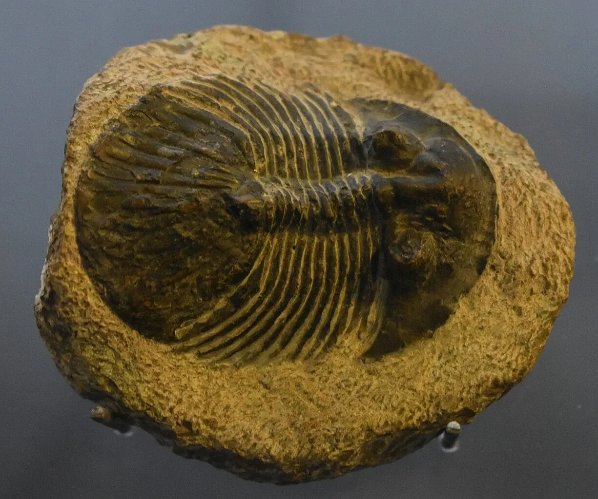 Musée des Dinosaures