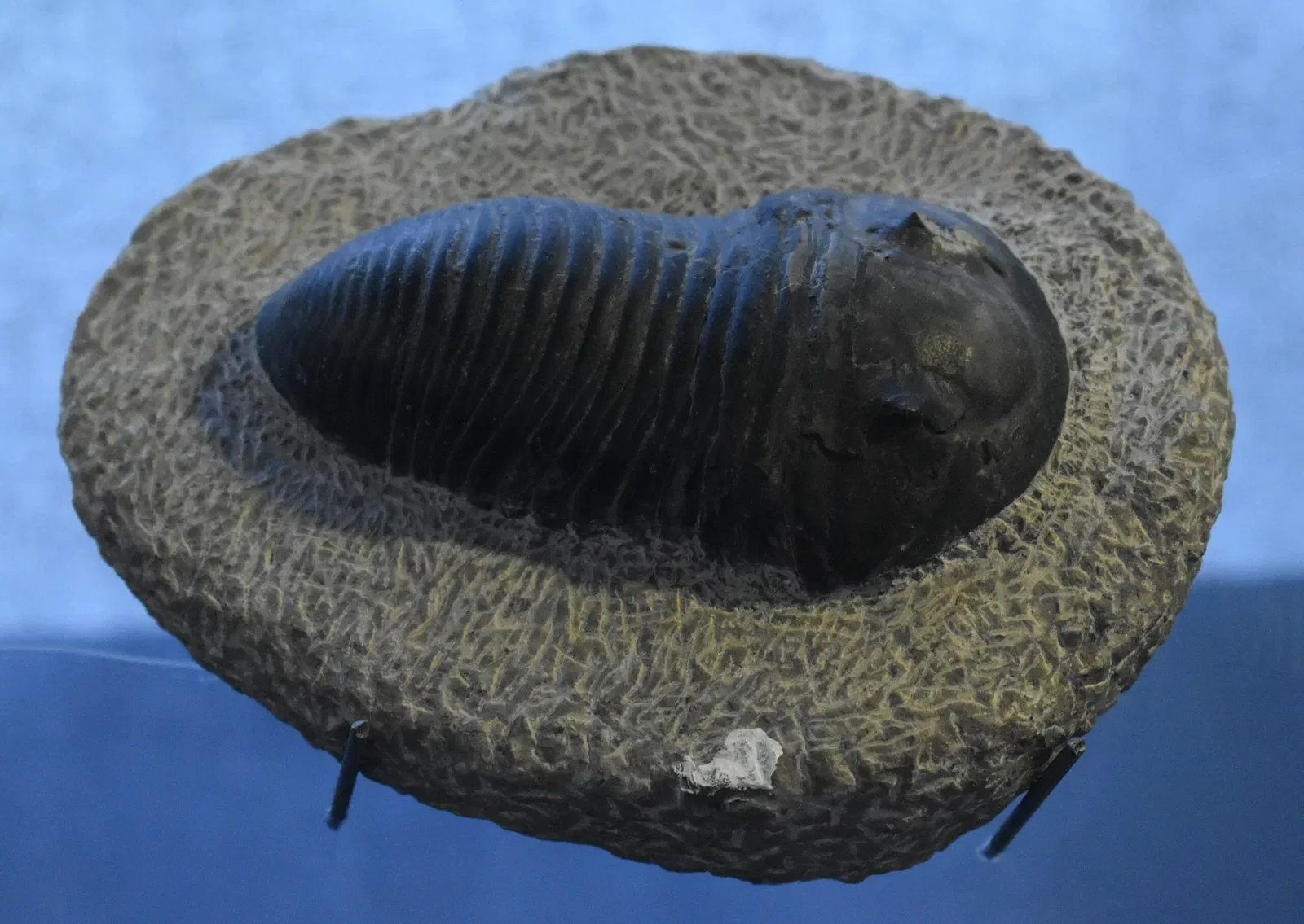 Musée des Dinosaures