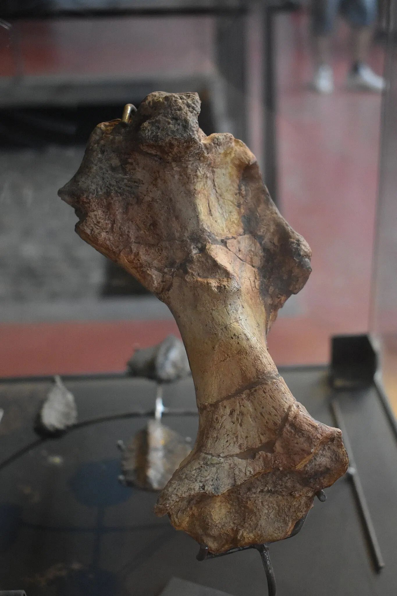 Musée des Dinosaures