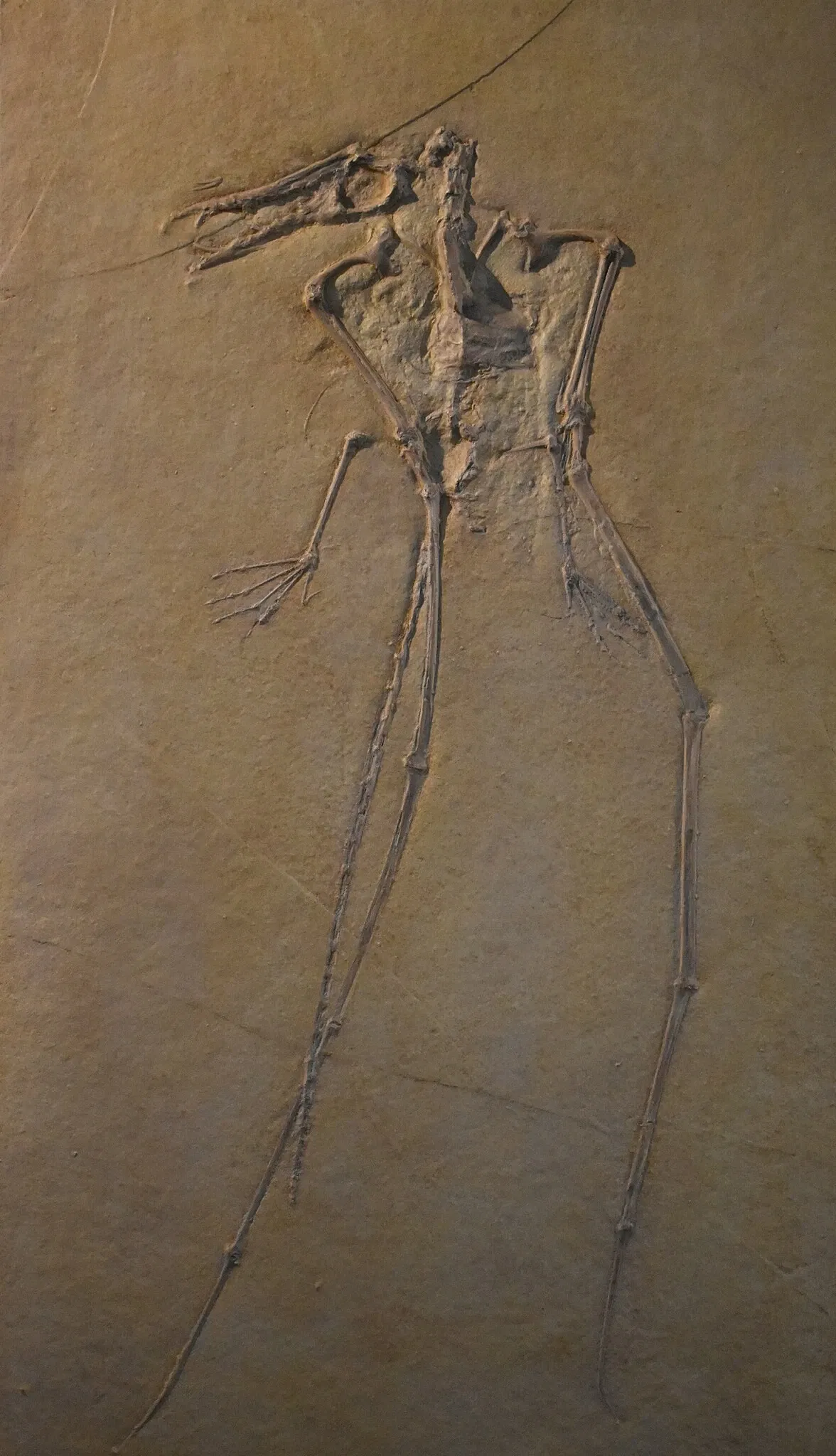 Musée des Dinosaures