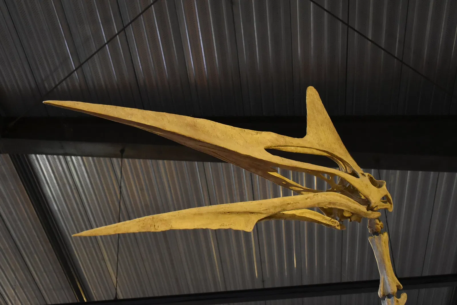 Musée des Dinosaures