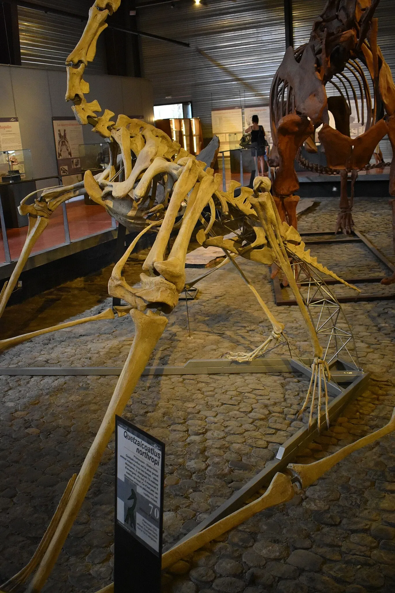 Musée des Dinosaures