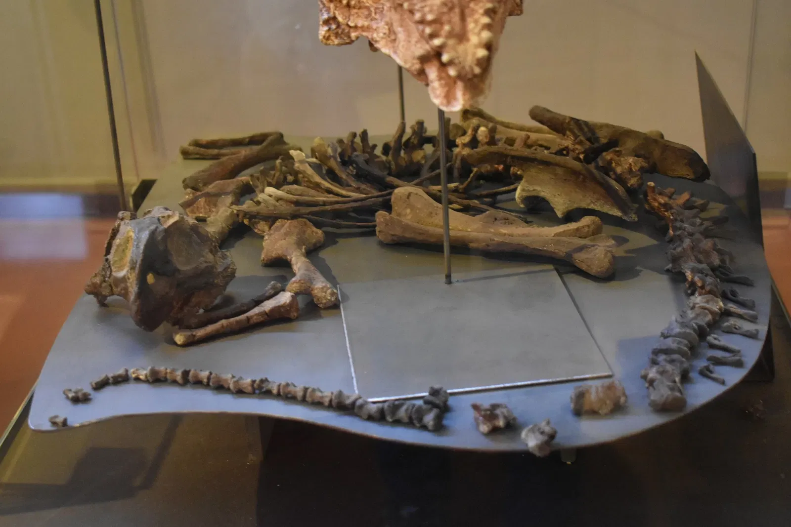 Musée des Dinosaures