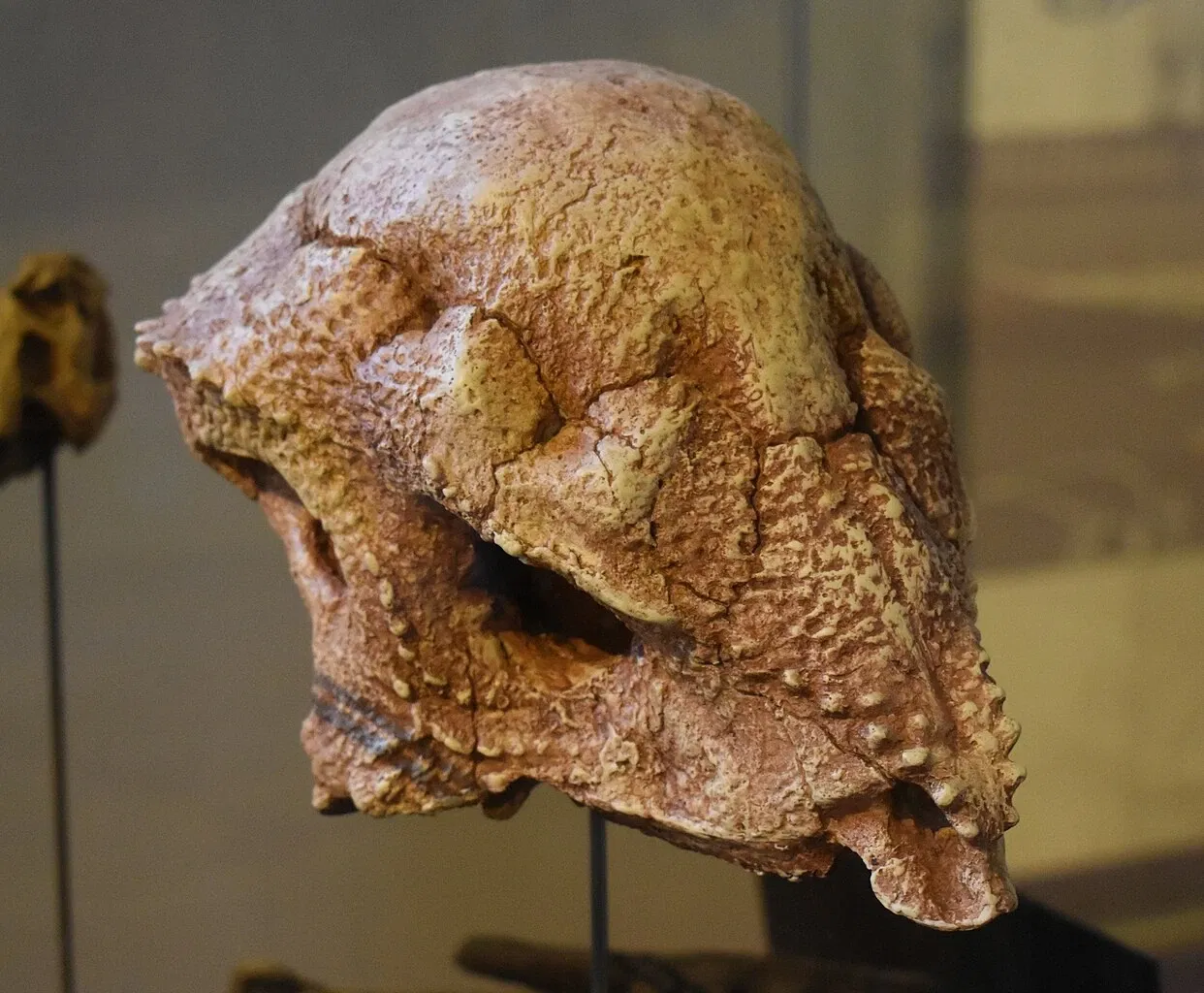 Musée des Dinosaures