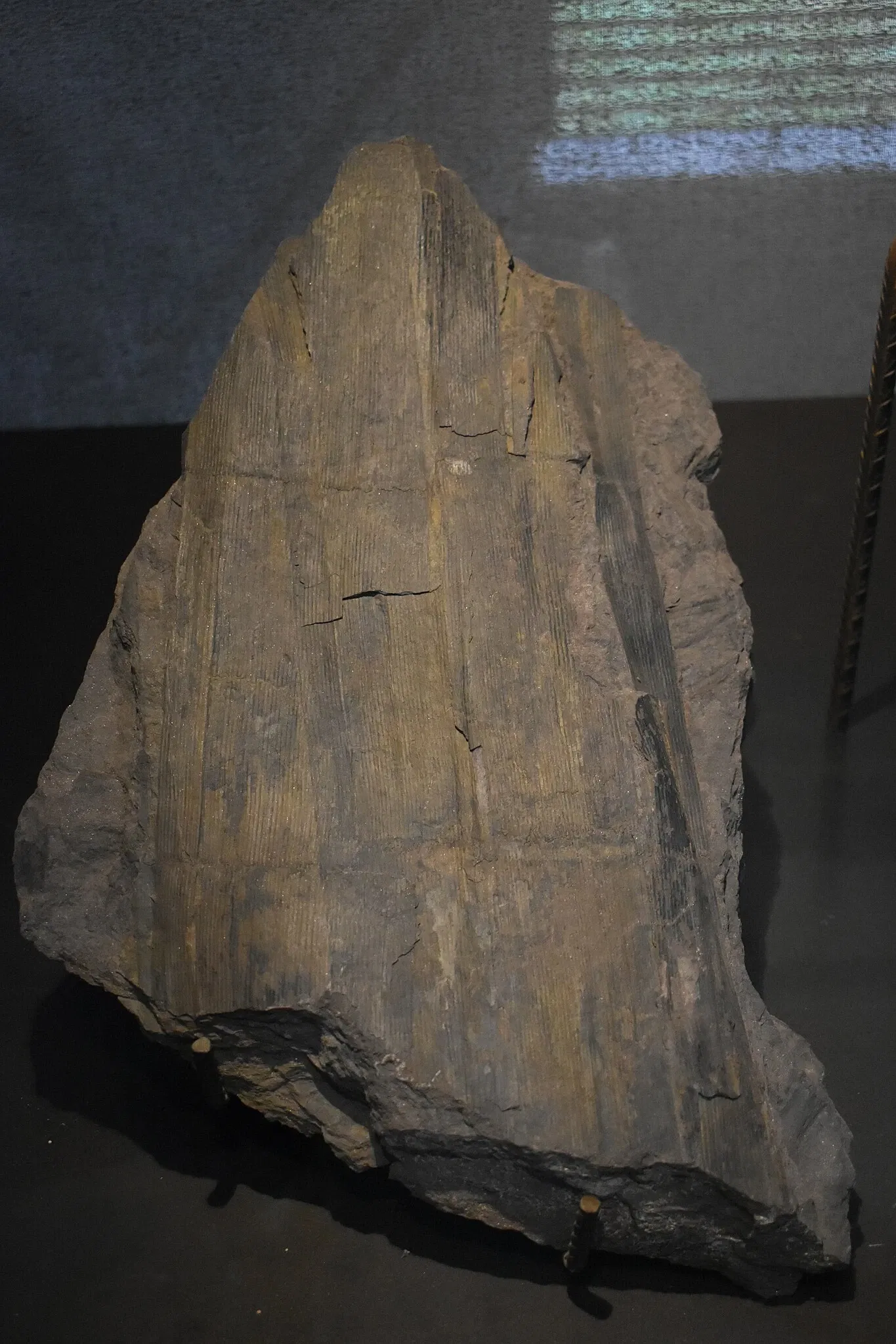 Musée des Dinosaures