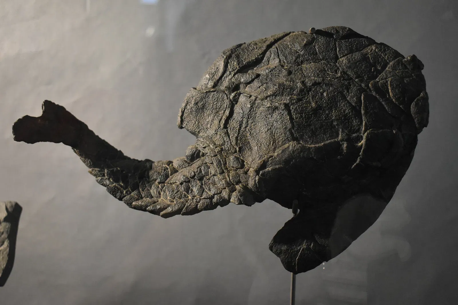 Musée des Dinosaures