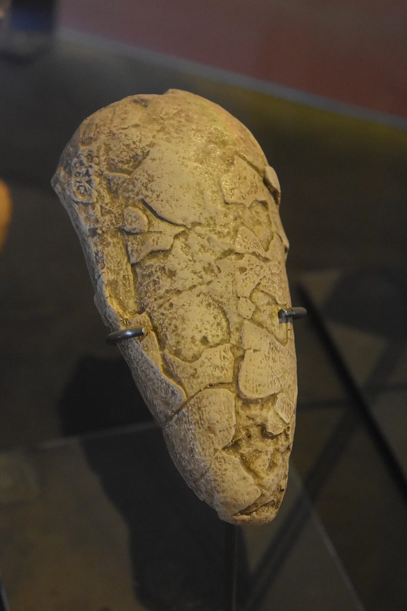 Musée des Dinosaures