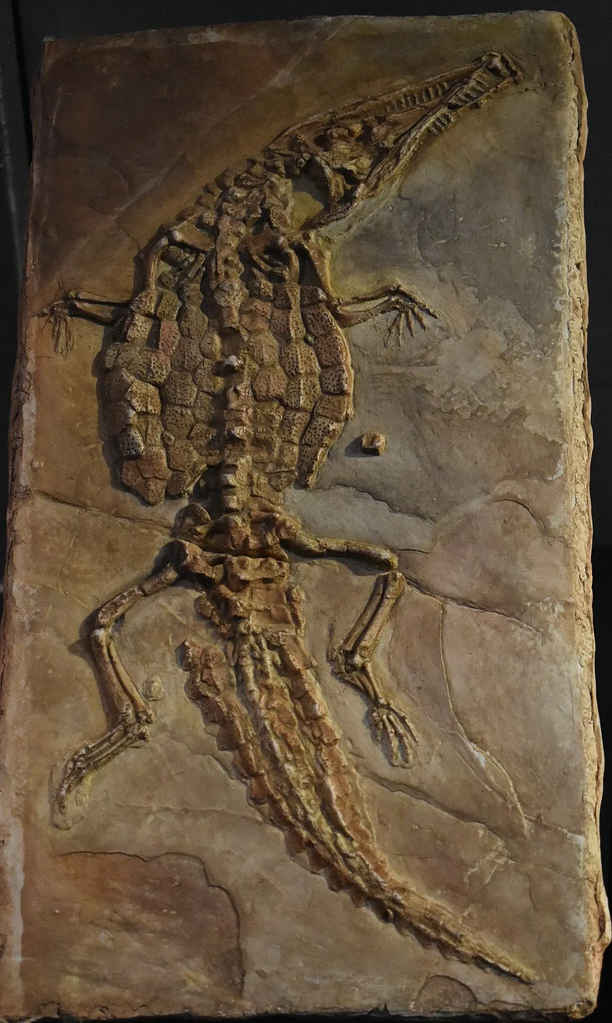 Musée des Dinosaures