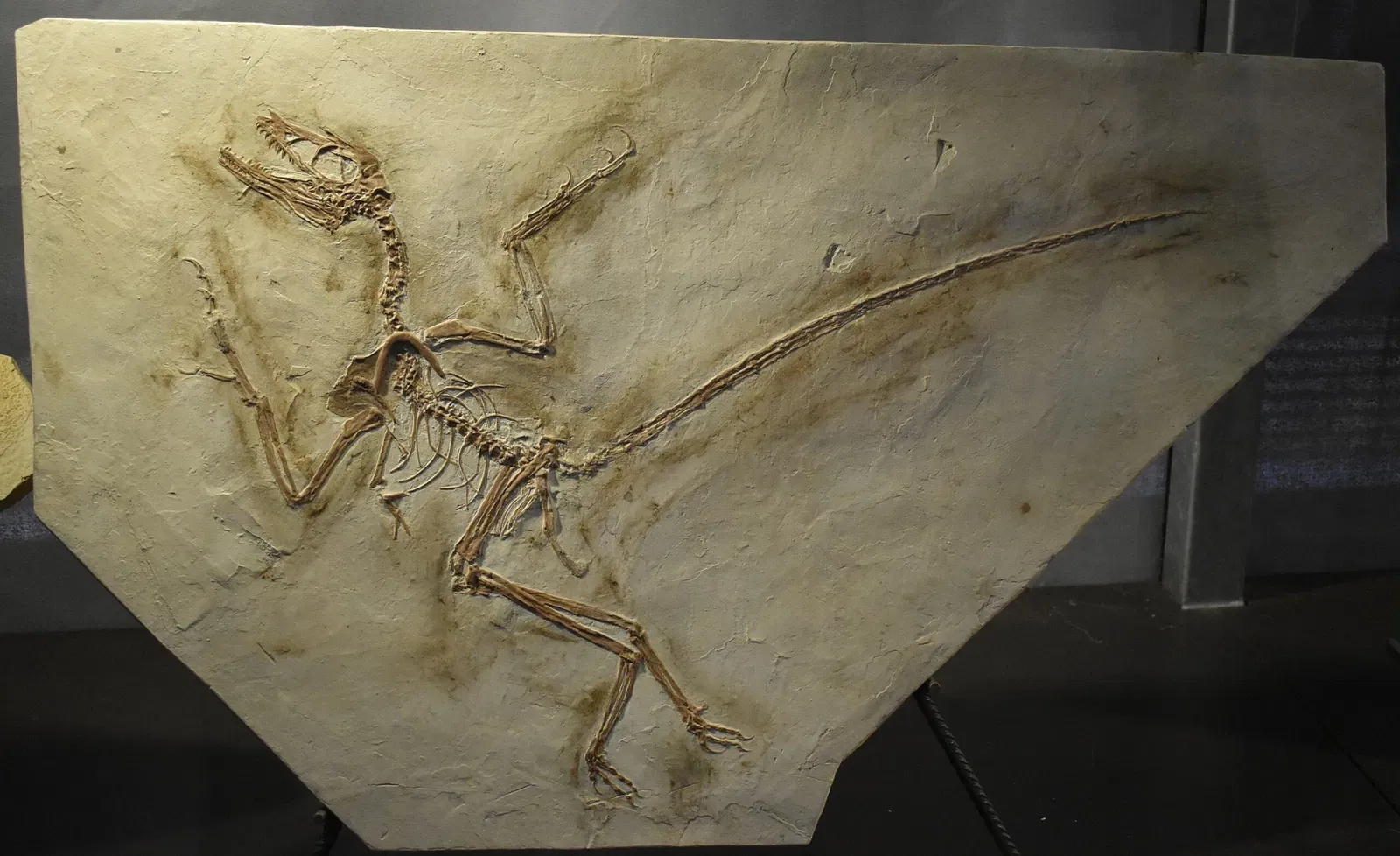 Musée des Dinosaures